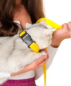 Sarı Kedi Tasması Sevk Kayışı Set Premium Kalite Kopma Yapmaz Hafif Kolon Kumaş El Acıtmaz Önleyici
